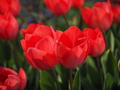 tulips-1117859__180